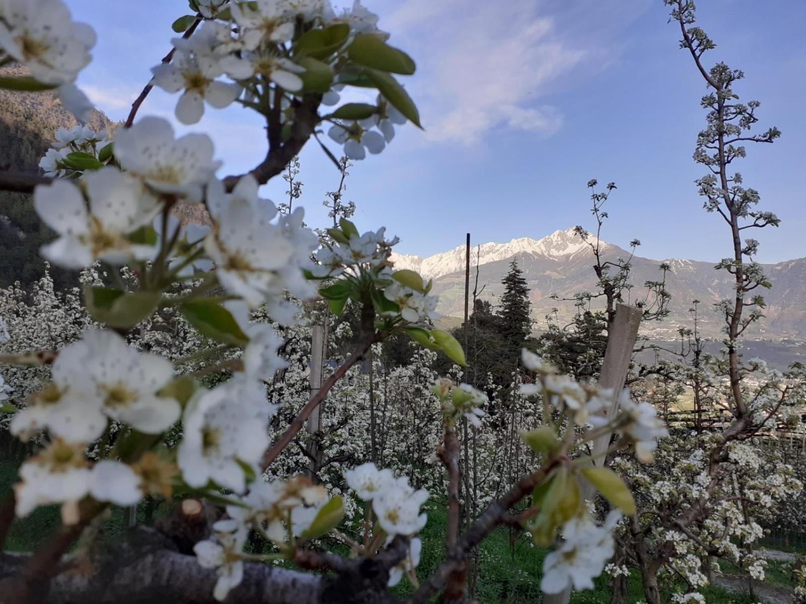Froehlichhof Wohnung Apfelbluete Lagundo Εξωτερικό φωτογραφία